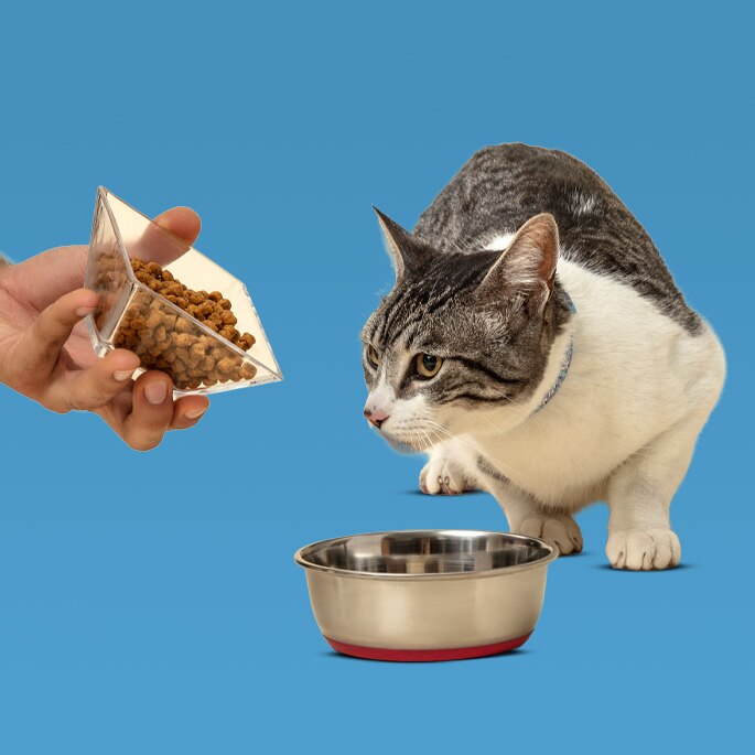 Platos y bebederos. Pulsa aquí para aprovechar. 